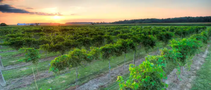 The Winery at Versailles